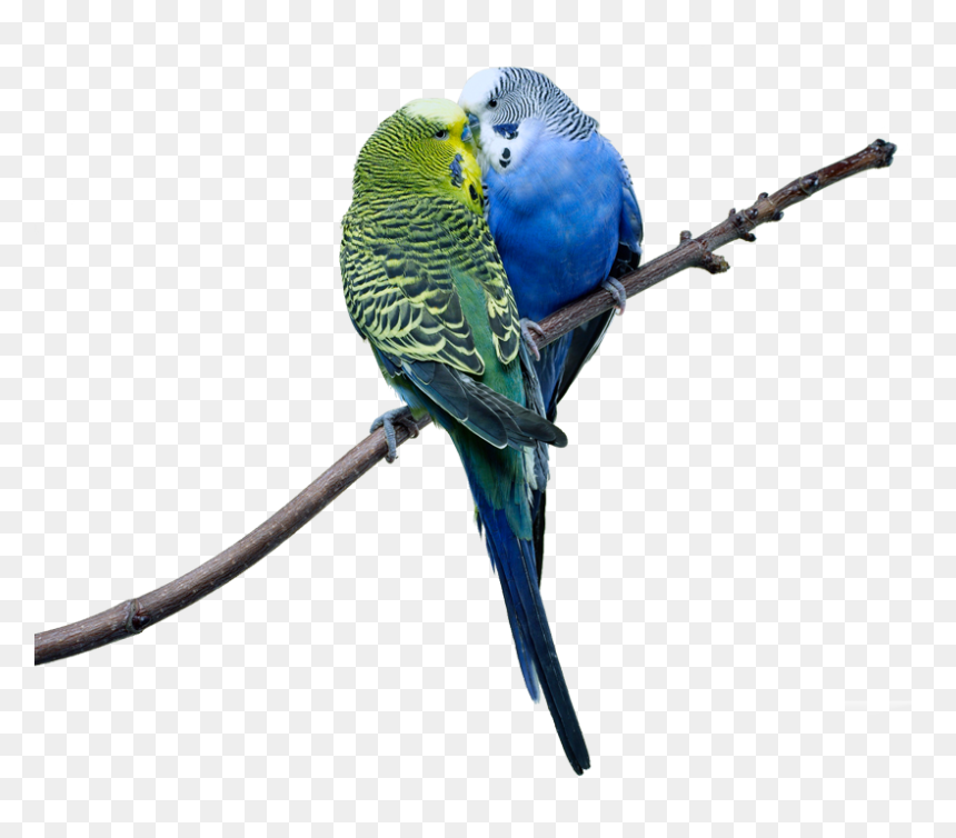 Love Birds Images Png , Png Download - Cute Hd Love Birds, Transparent Png - love birds png