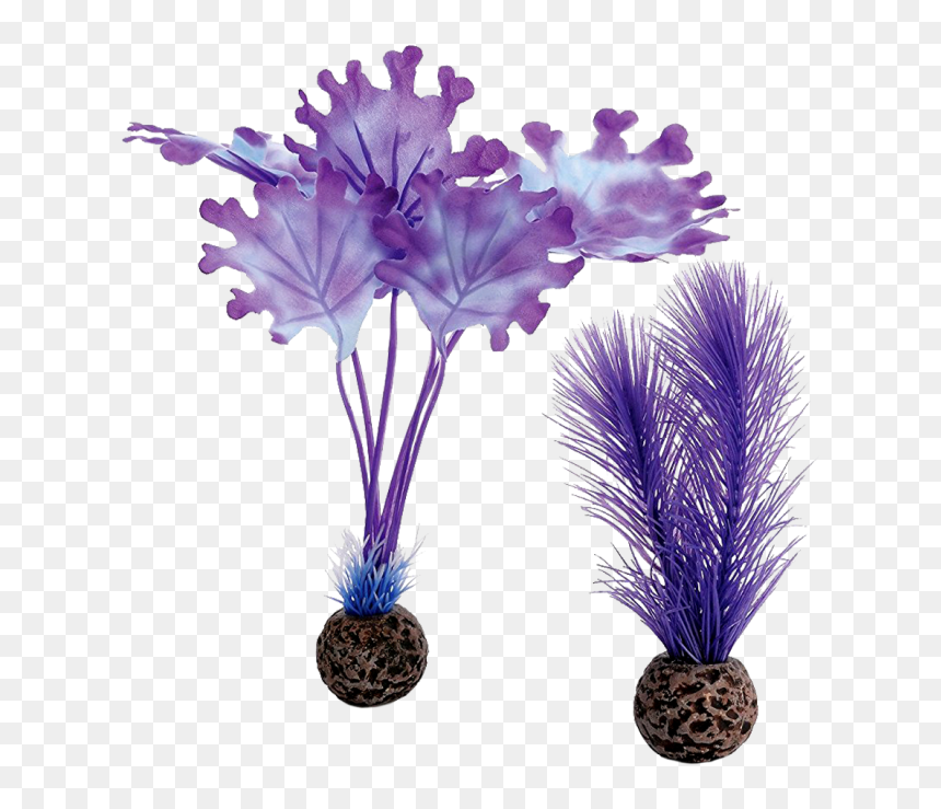 Biorb Purple Kelp , Png Download - Algues Violettes, Transparent Png - kelp png