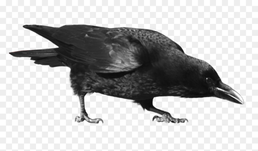 Crow Png, Transparent Png - flying crow png