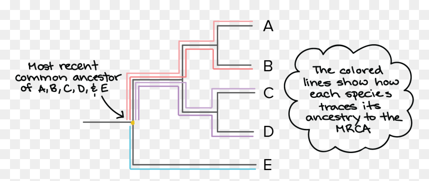 Phylogenetic Tree Root, HD Png Download - tree from above png