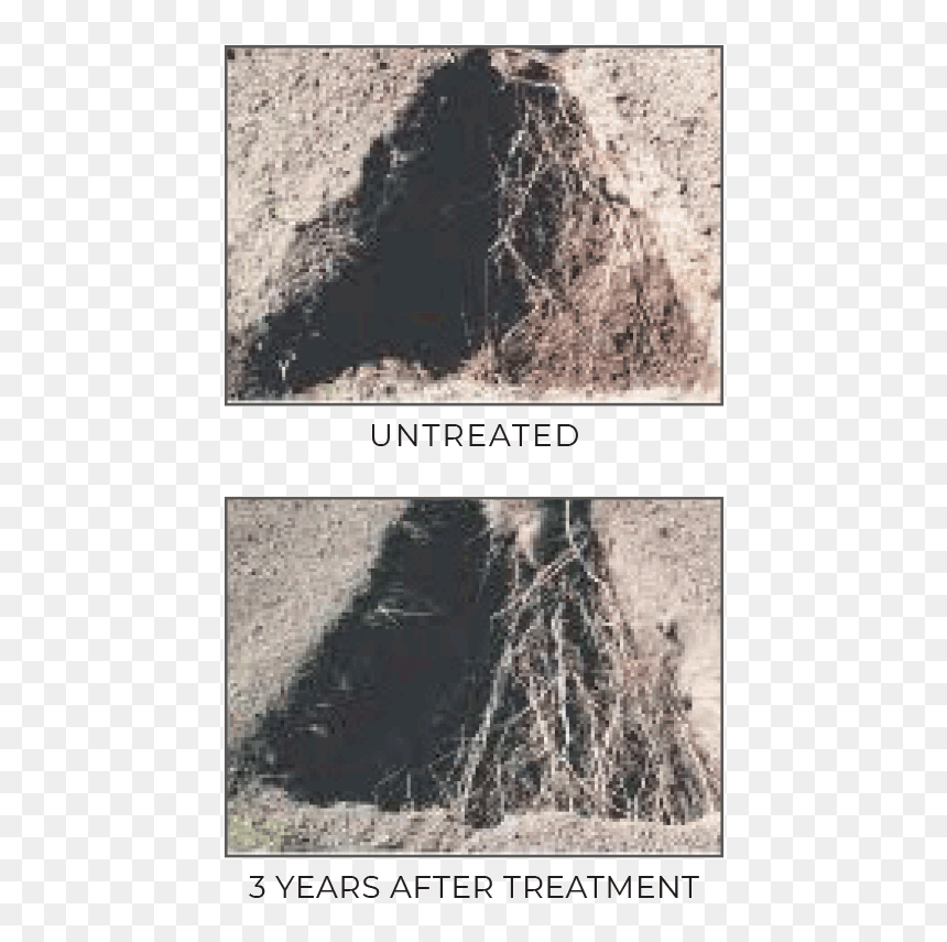 Tree, HD Png Download - tree from above png