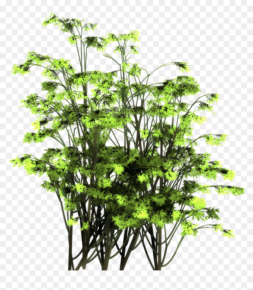 Larch, HD Png Download - tree from above png