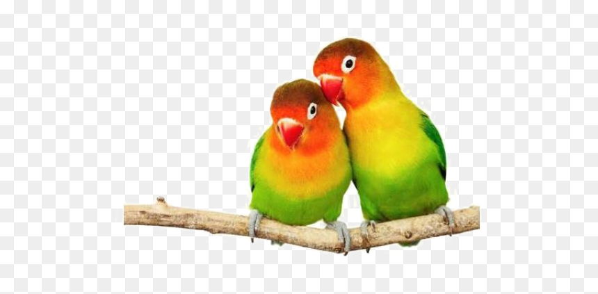 Love Birds Png Transparent Images - Love Birds In Png, Png Download - love birds png