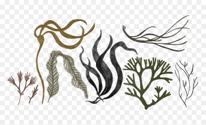 Illustration, HD Png Download - kelp png