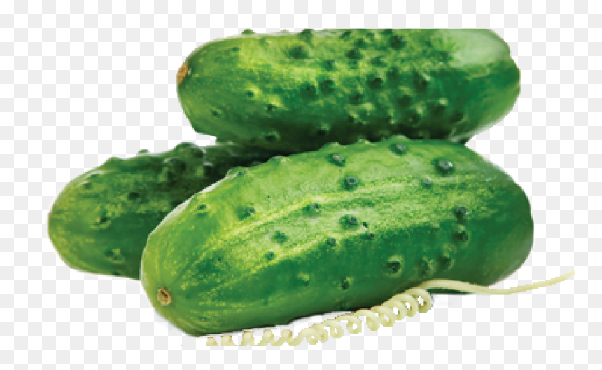 Cucumber, HD Png Download - cucumber slice png