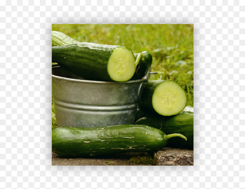 Transparent Pepino Png - Cucumber 4k, Png Download - cucumber slice png