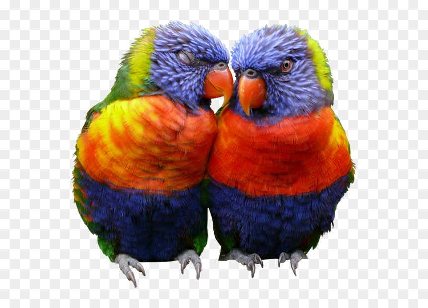 Download Of Images Of Parrot, HD Png Download - love birds png