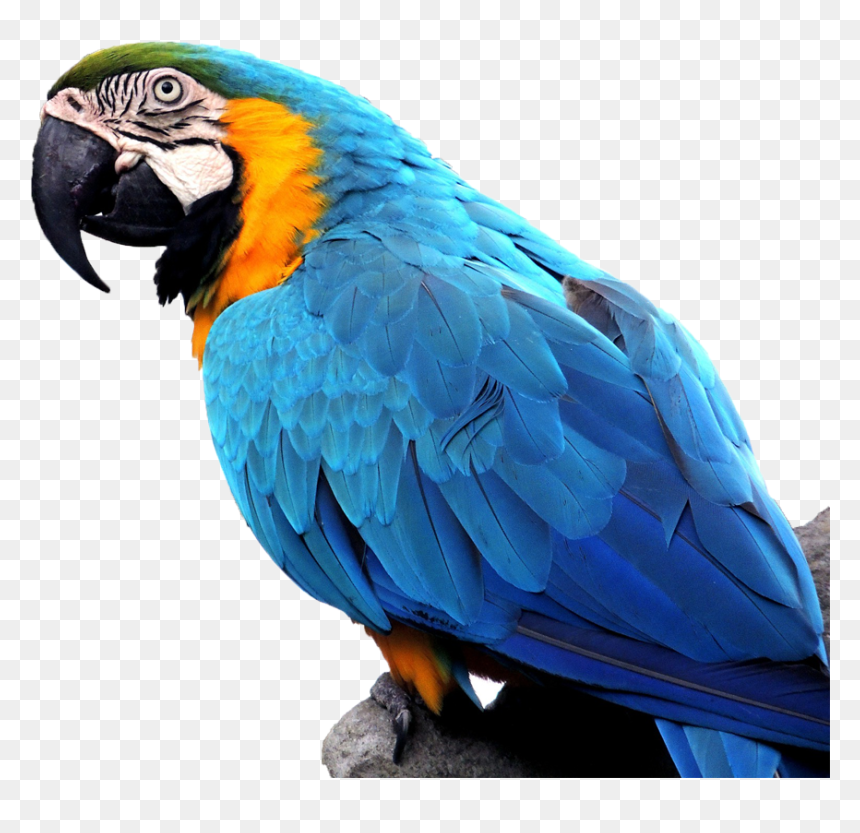 Macaw On Branch - Exotic Pet Birds, HD Png Download - macaw png