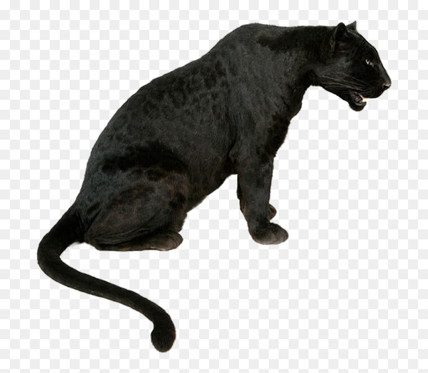 Leopard Tiger Jaguar Black Panther Lion - Transparent Black Jaguar Png, Png Download - black jaguar png