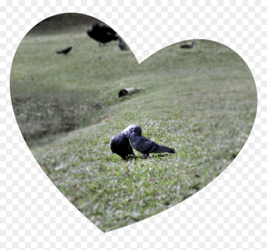 Heart , Png Download - Rock Dove, Transparent Png - love birds png