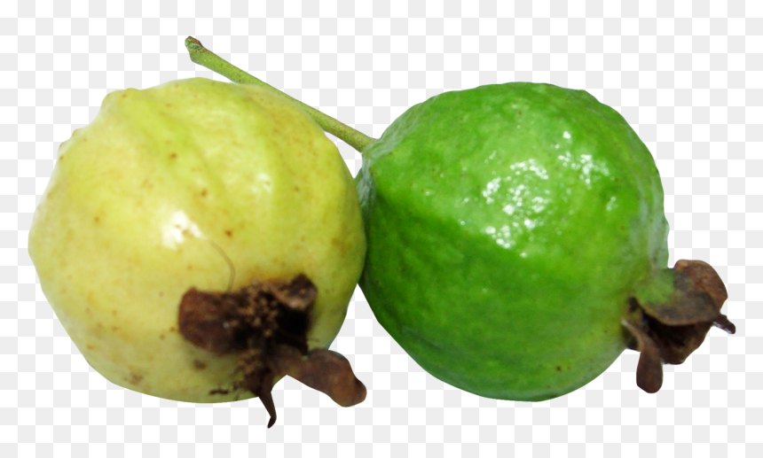 Guava Fruit Guava Clipart, HD Png Download - guava png