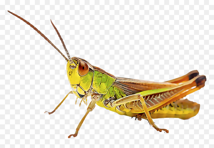 Cricket Insect, HD Png Download - cricket bug png