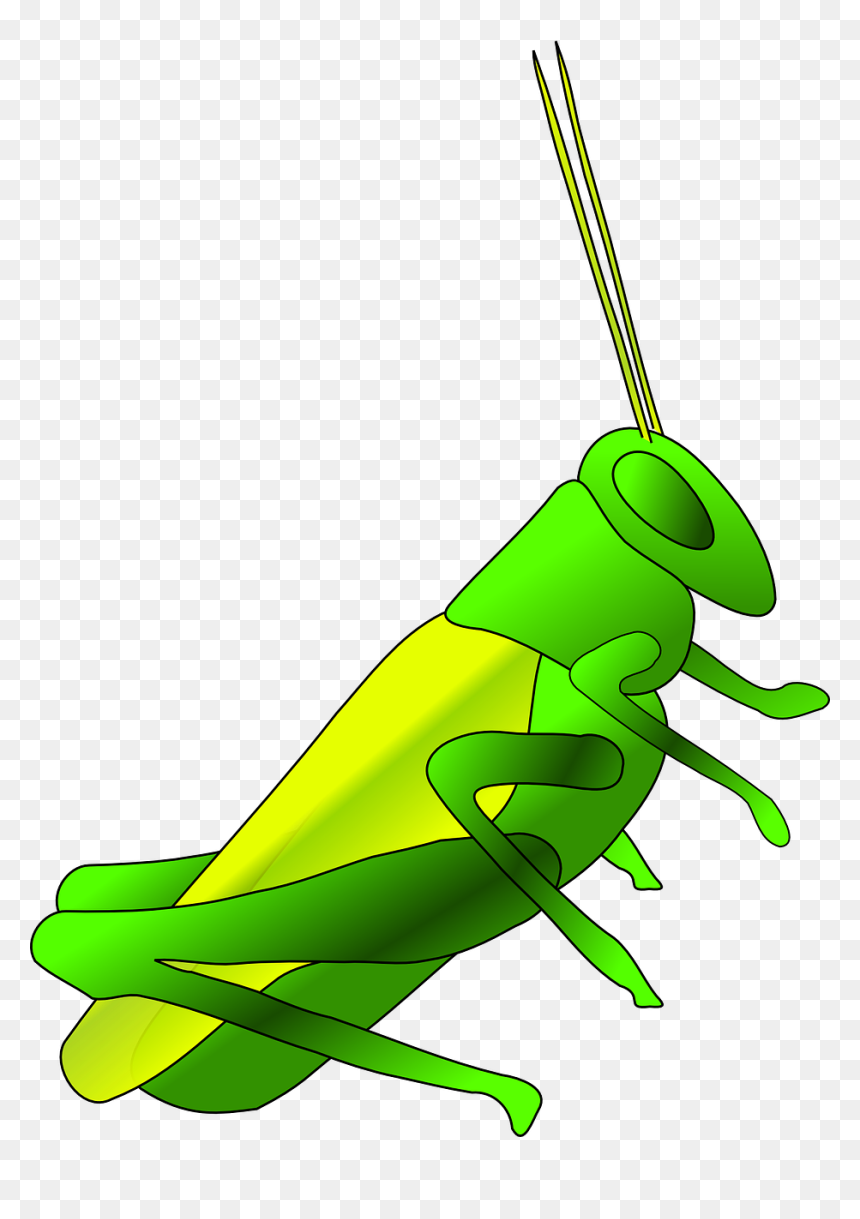 Cricket Long Green Free Photo - Grasshopper Clip Art, HD Png Download - cricket bug png