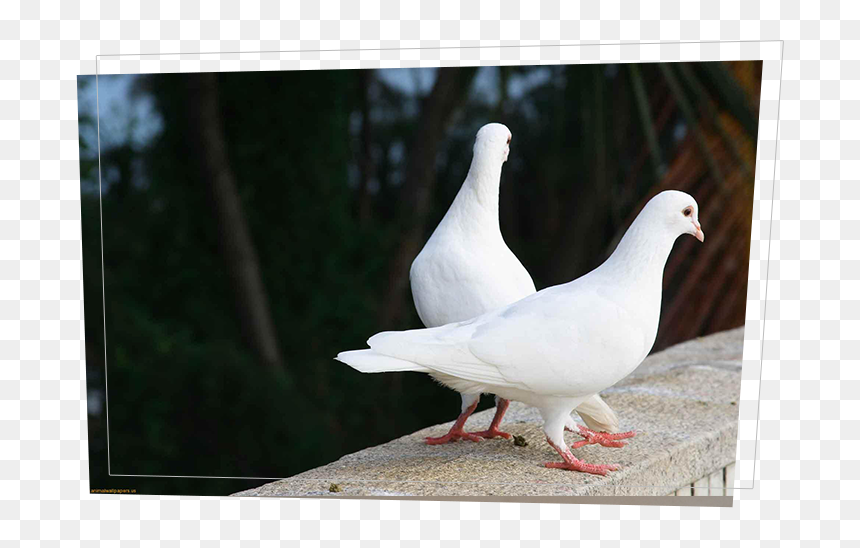 Love Birds Images Hd , Png Download - Pigeon Love Birds, Transparent Png - love birds png