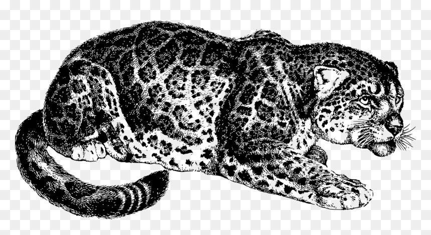 Most Dangerous Game Transparent, HD Png Download - black jaguar png