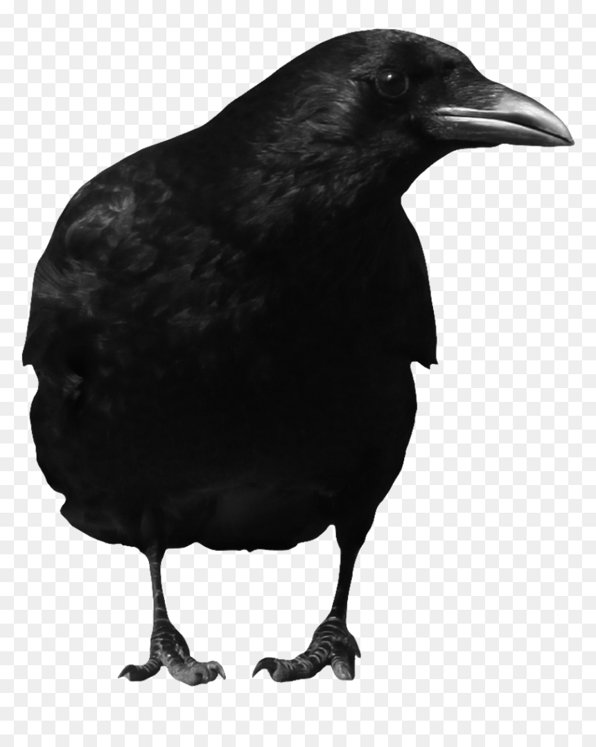 Raven Png - Crow Standing Png, Transparent Png - ravens png