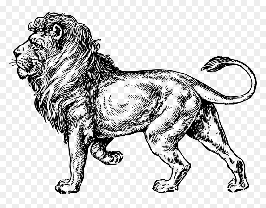 Lion Walking Tattoo, HD Png Download - angry lion png