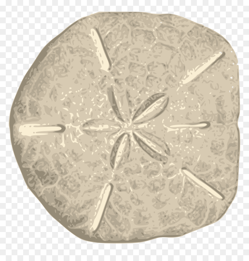 Thumb Image - Sand Dollar Png, Transparent Png - sand dollar png