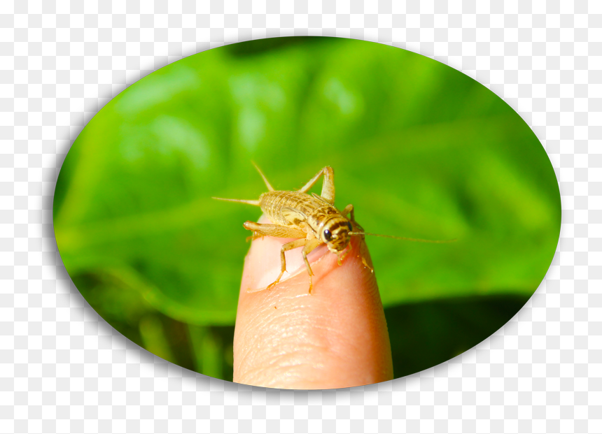 Cricket, HD Png Download - cricket bug png