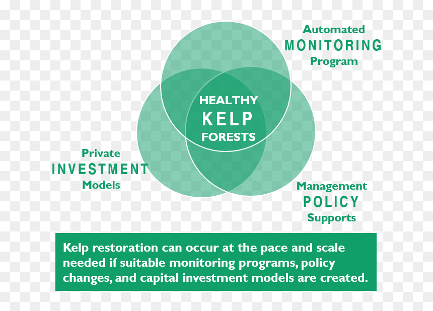 Kelp-3part - Circle, HD Png Download - kelp png