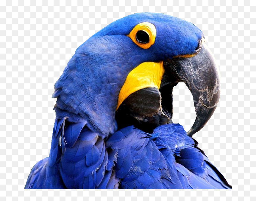Hyacinth Macaw Wallpaper Full Hd, HD Png Download - macaw png