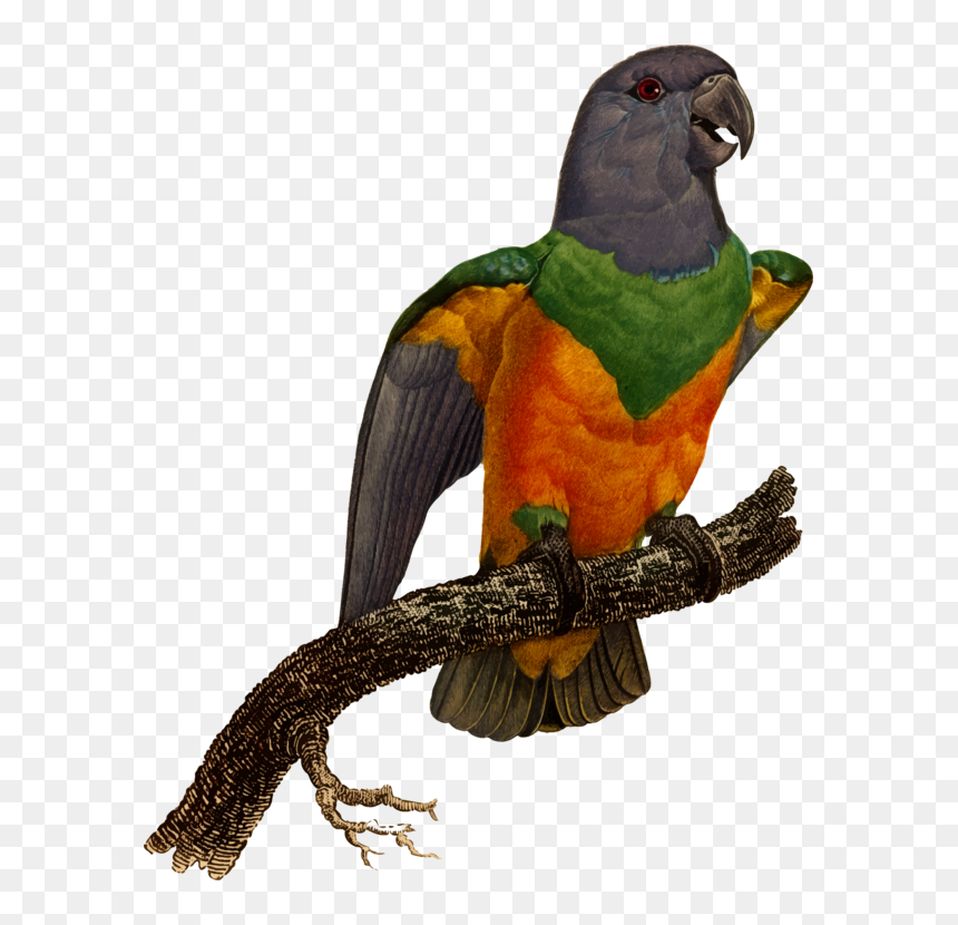 Macaw Blue-winged Parrotlet Eclectus Parrot - Macaw, HD Png Download - macaw png