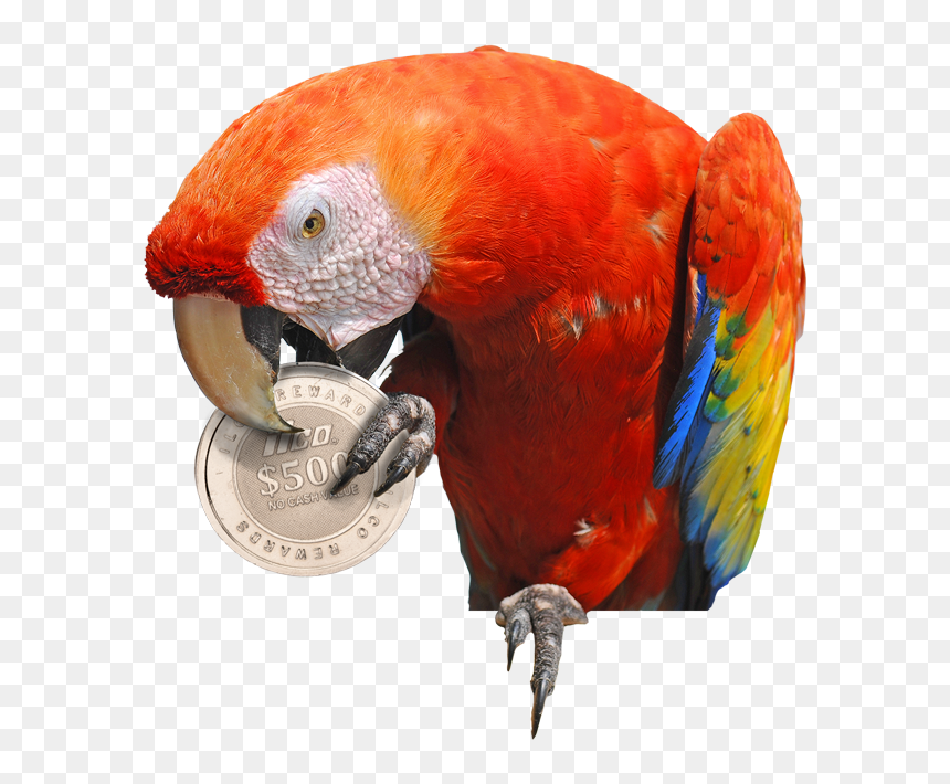 Scarlet Macaw , Png Download - Macaw, Transparent Png - macaw png