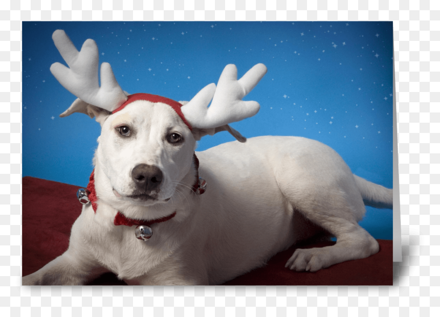 Irritated Dog With Reindeer Ears Greeting Card - Reindeer, HD Png Download - reindeer ears png