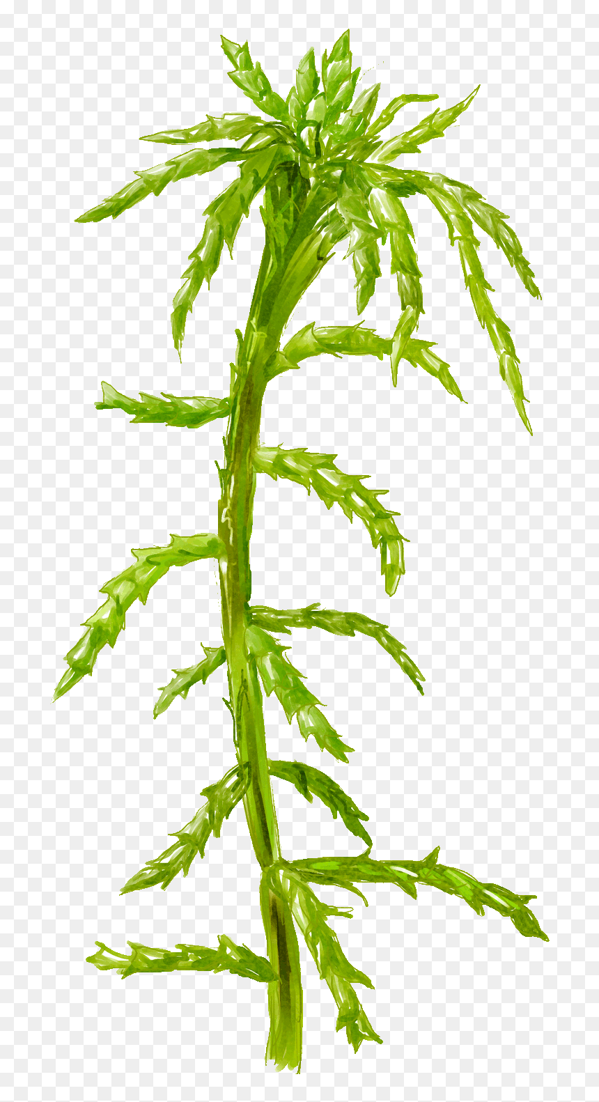 Peat Moss And A Close-up Of Large, Dead Cells Full - Plant Stem, HD Png Download - dead grass png