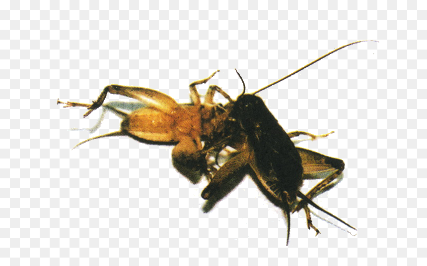 Bee, HD Png Download - cricket bug png