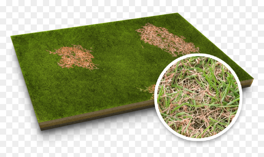 Red Thread Lawn Disease - Lawn, HD Png Download - dead grass png