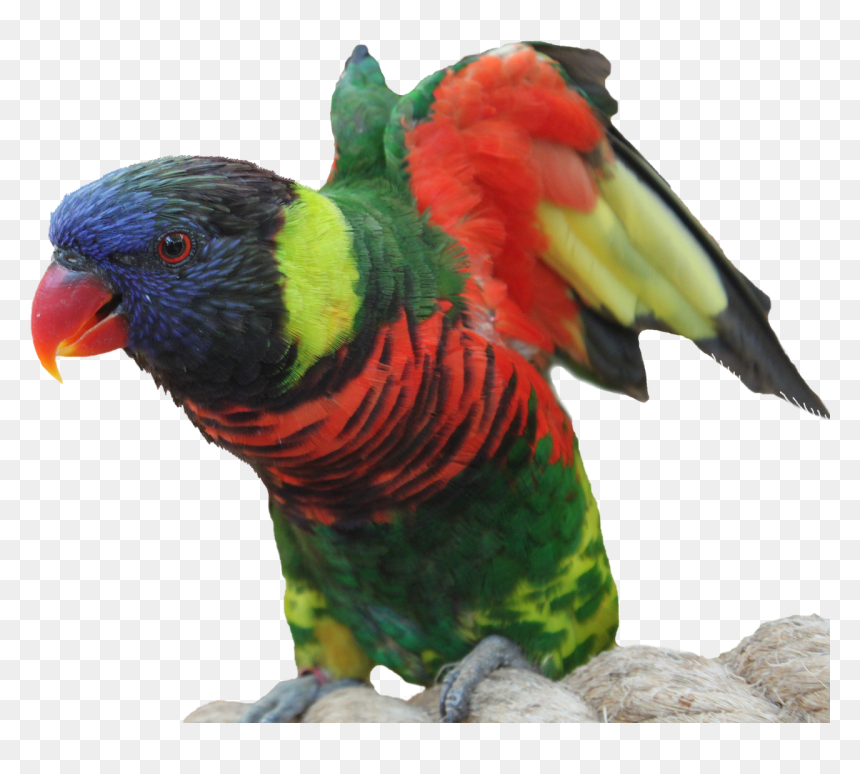 นก แก้ว ภาพ Png, Transparent Png - macaw png