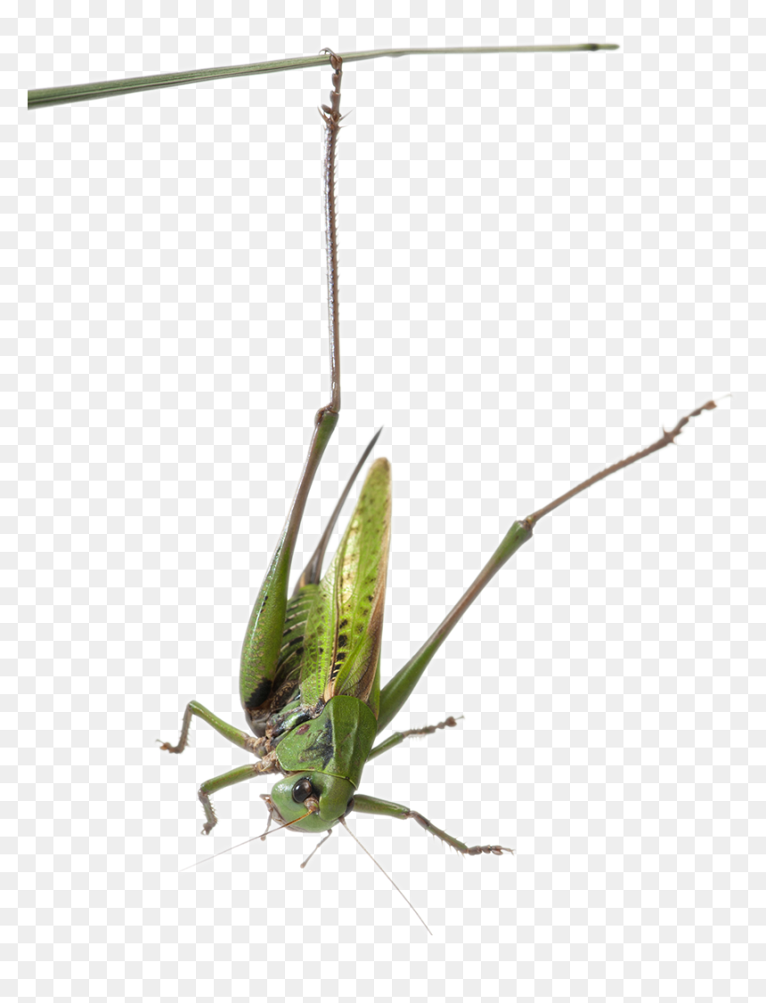 Habitat-grasshopper - Grasshopper, HD Png Download - cricket bug png