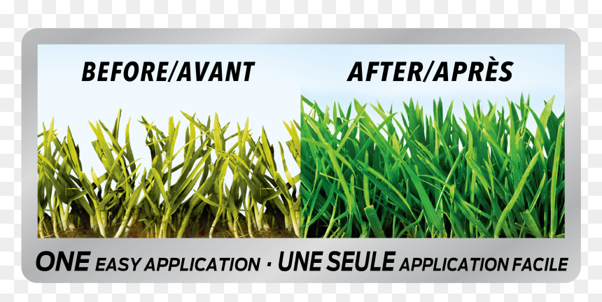 Grass Before And After Fertilizer, HD Png Download - dead grass png