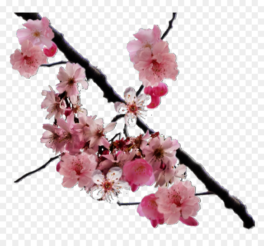 Cherry Blossom Png Real, Transparent Png - flower overlay png