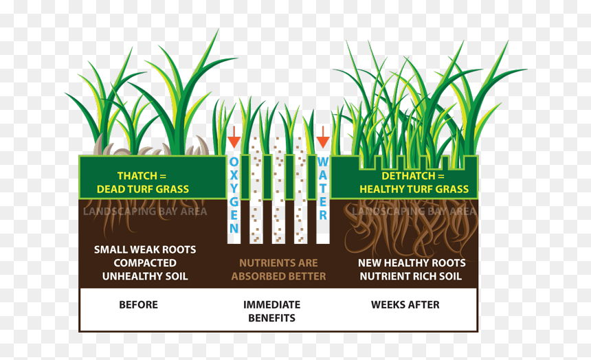 Lawn Aeration Benefits, HD Png Download - dead grass png