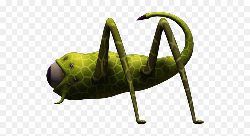 Bug - Grasshopper, HD Png Download - cricket bug png