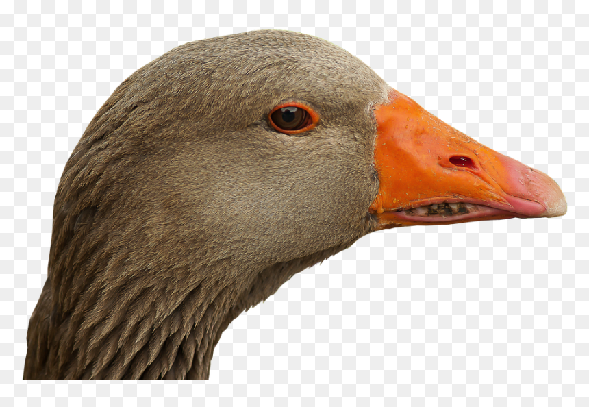Goose Head Transparent, HD Png Download - duck head png