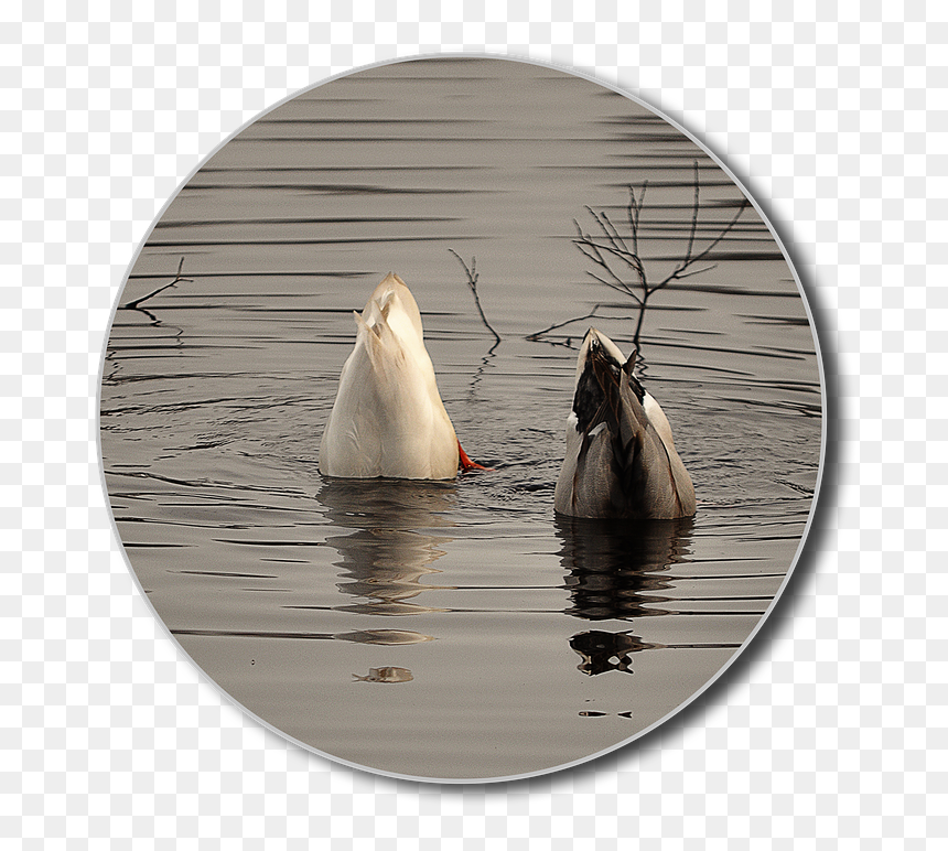 Canvasback Duck, HD Png Download - duck head png