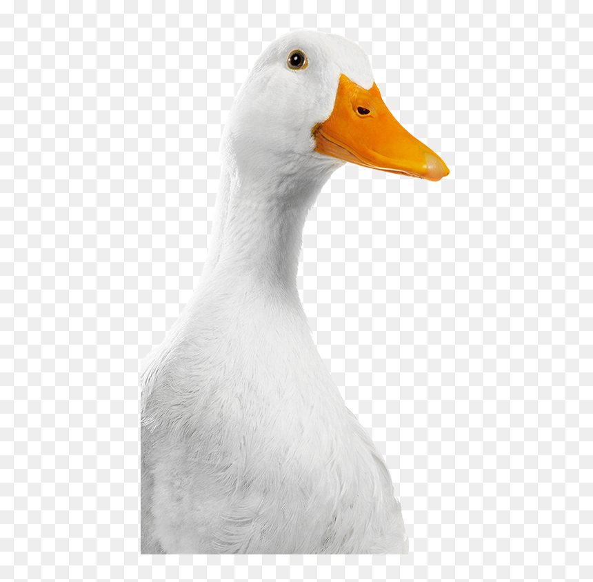 Duck, HD Png Download - duck head png