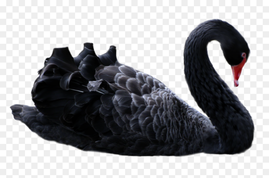 Transparent Black Swan, HD Png Download - black swan png