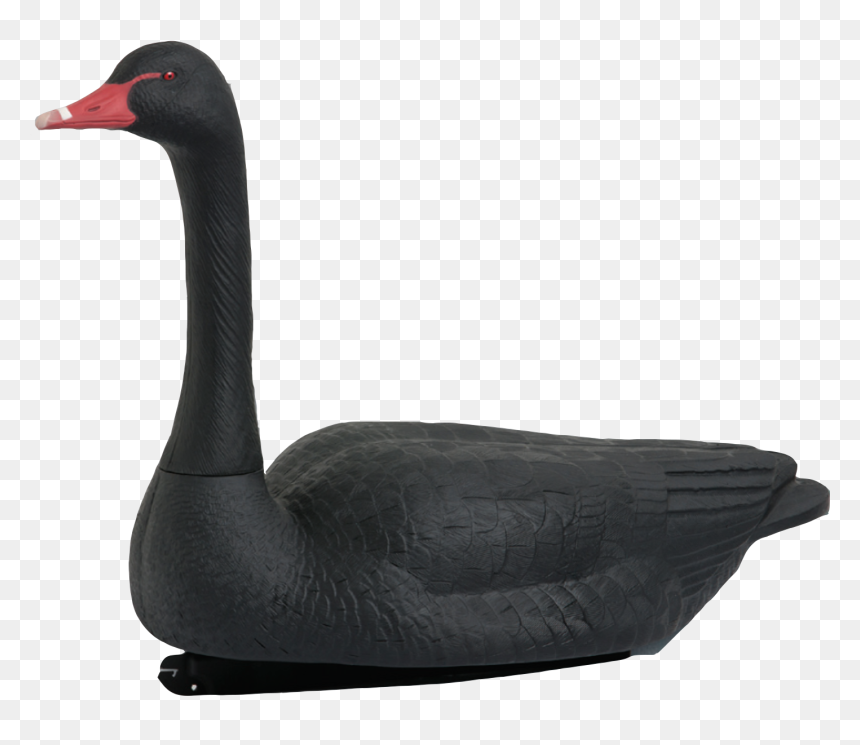 Black Swan, HD Png Download - black swan png