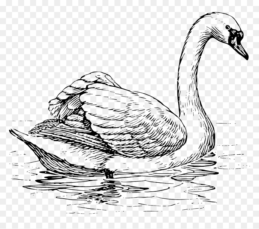 Swan Clipart Black And White, HD Png Download - black swan png