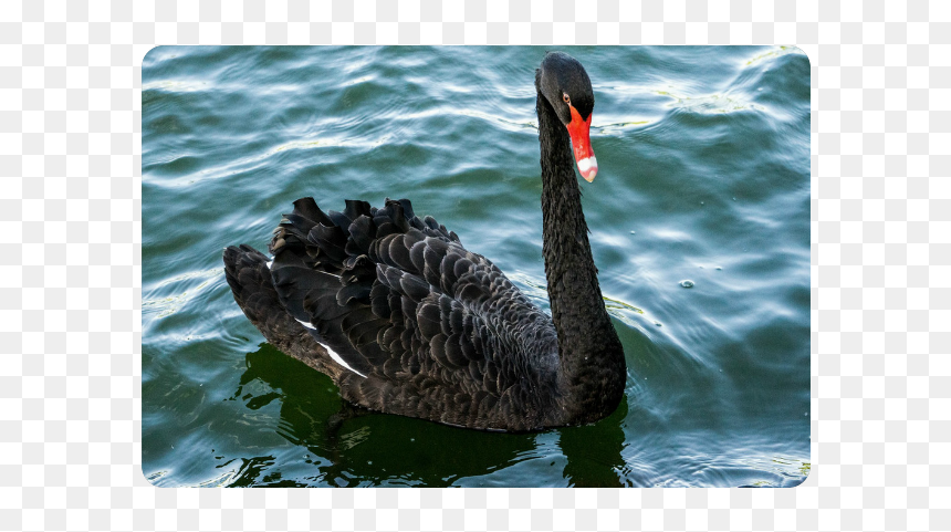 Black Swan, HD Png Download - black swan png
