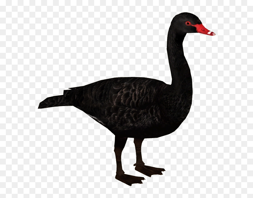 Zt2 Swan, HD Png Download - black swan png