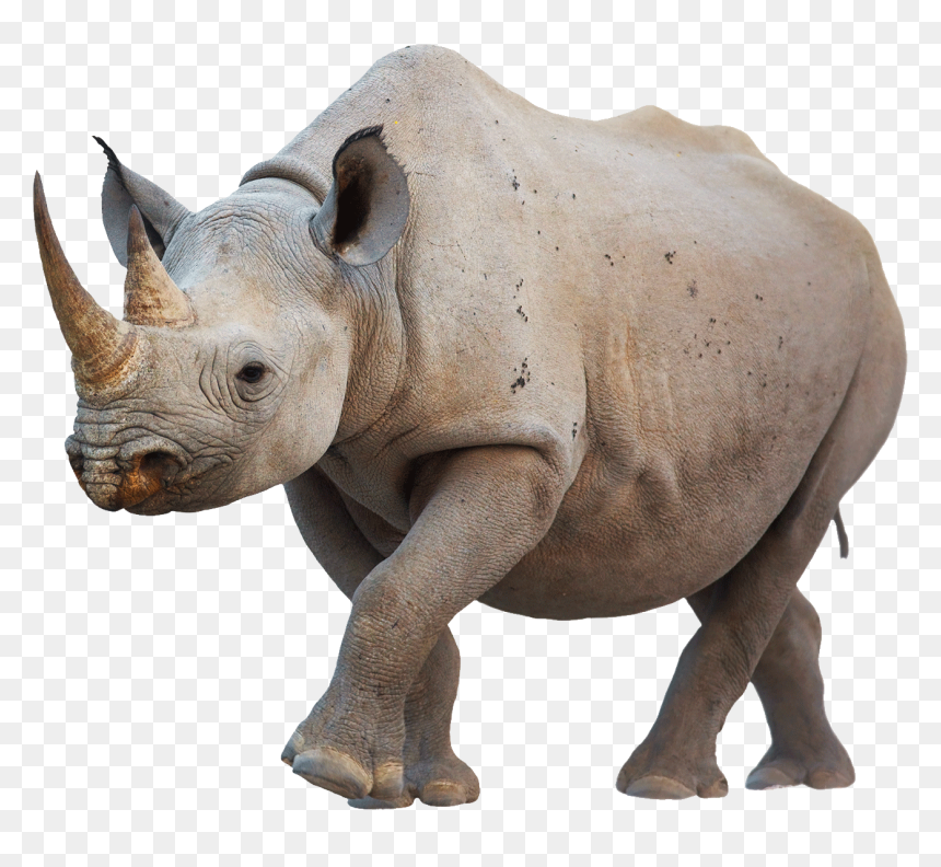 Black Rhino Horn, HD Png Download - walking icon png