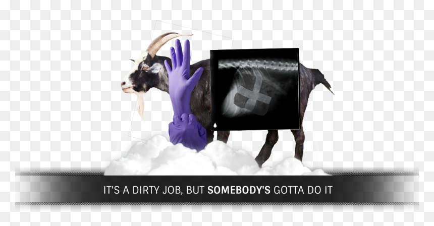 Dog Spine X Ray, HD Png Download - goat simulator png