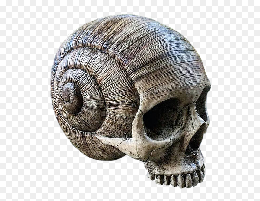 Image Result For Animal Skull - Skull Art, HD Png Download - animal skull png