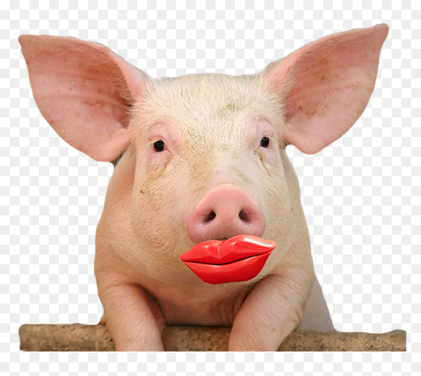 Cute Pig With Lipstick, HD Png Download - lipstick clipart png