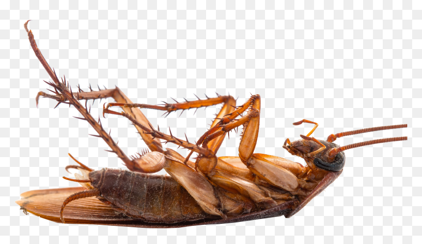 Cocroach Hd, HD Png Download - cricket bug png
